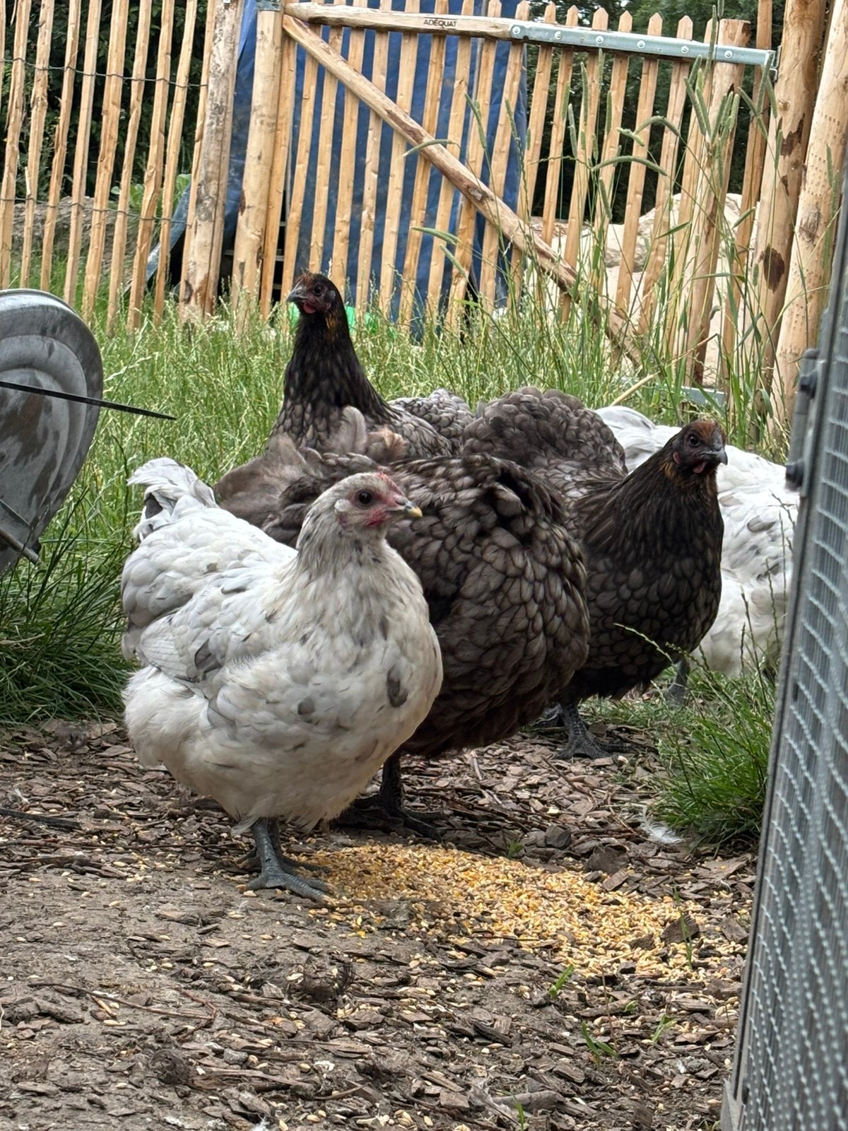 Kippen te koop, Dieren en Toebehoren, Pluimvee, Vrouwelijk, Kip