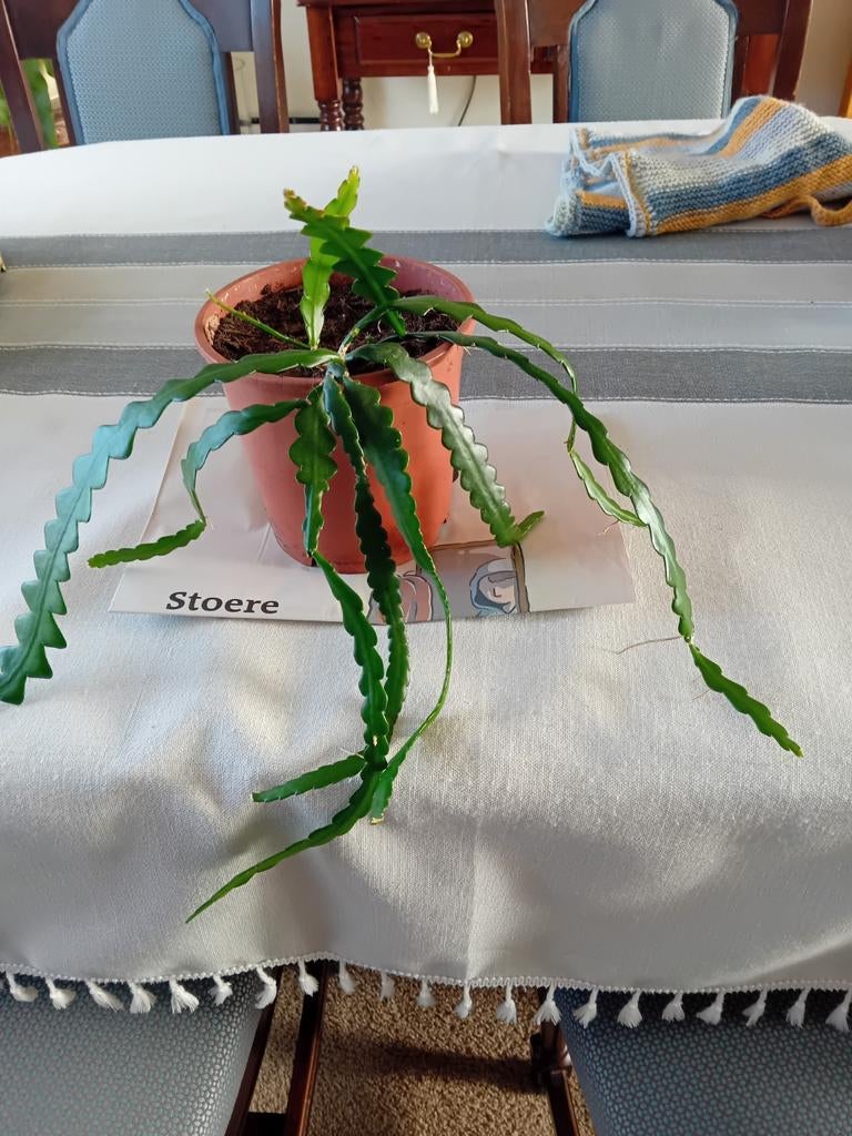 Zaagcactus in pot, Ophalen of Verzenden, Overige soorten, Volle zon