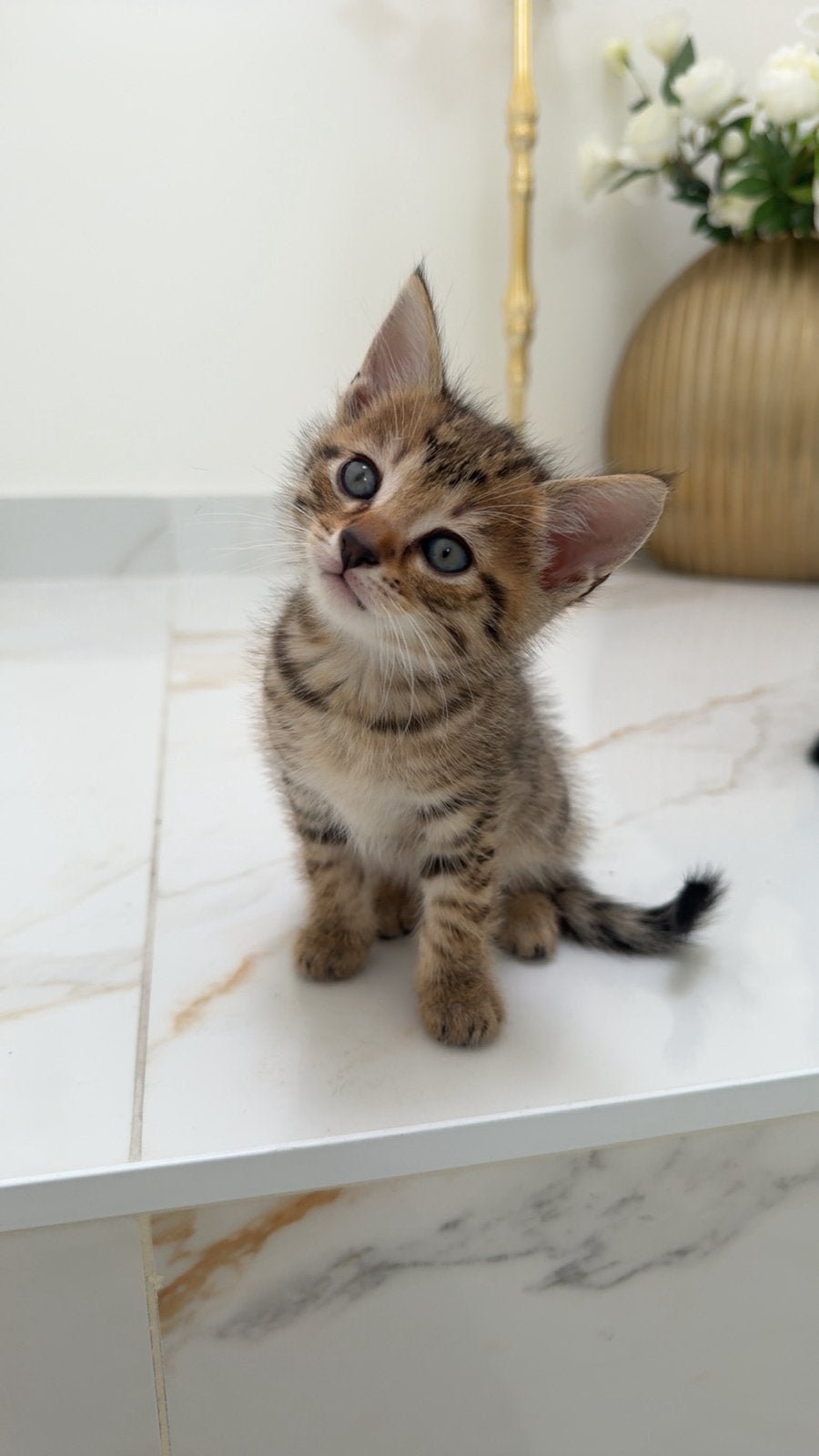 Prachtige kittens, Meerdere dieren, Ontwormd
