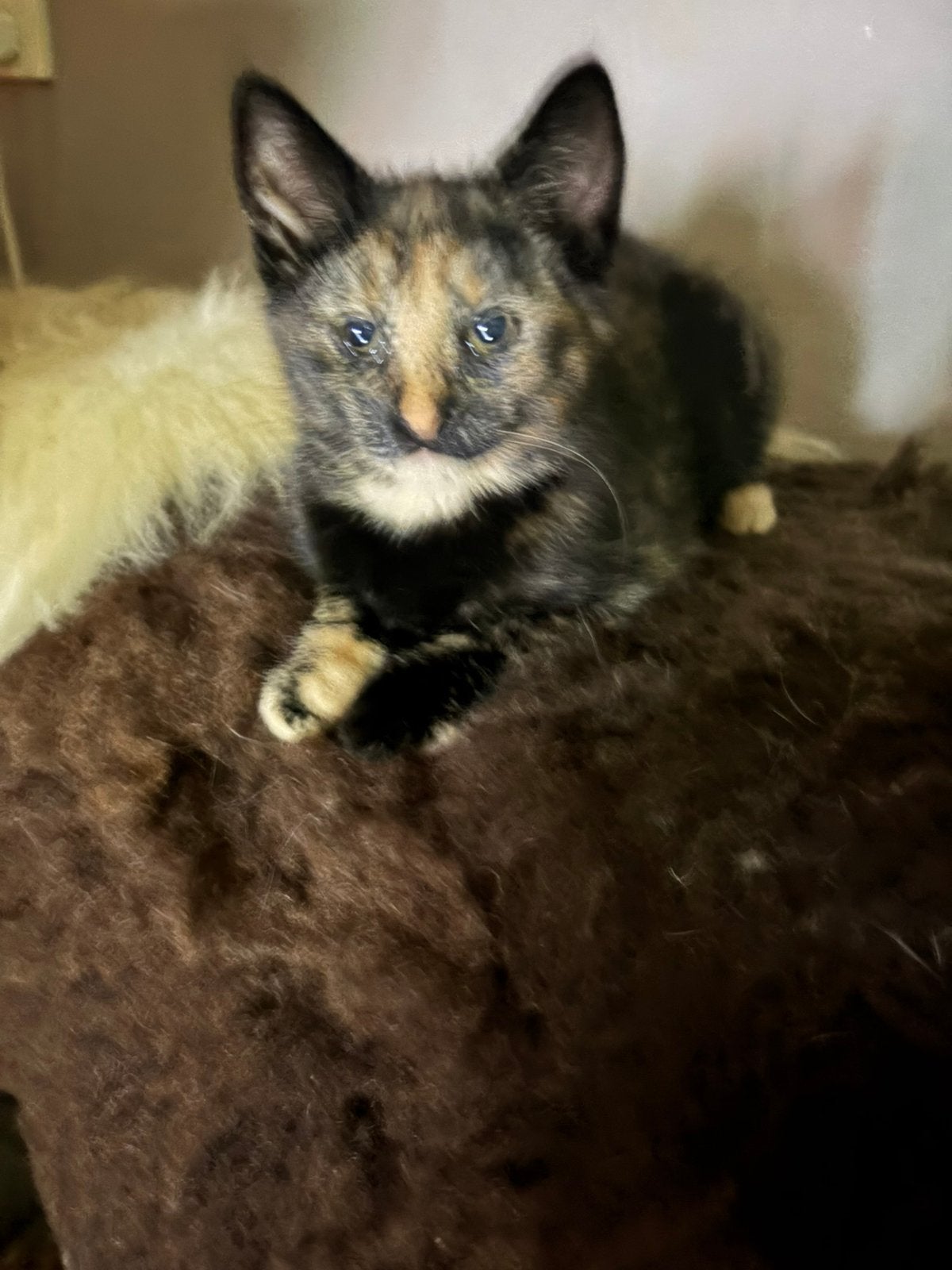 Kitten schilpad poesje, Dieren en Toebehoren, Katten en Kittens | Overige Katten, Poes, Kortharig, 0 tot 2 jaar