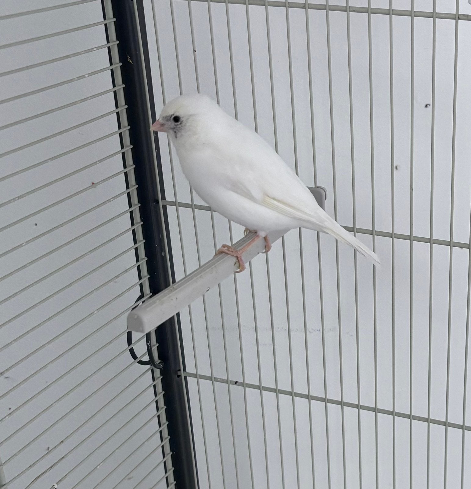 Witte Lipochroom mix Raza  mozaiek man, Dieren en Toebehoren, Vogels | Kanaries, Mannelijk
