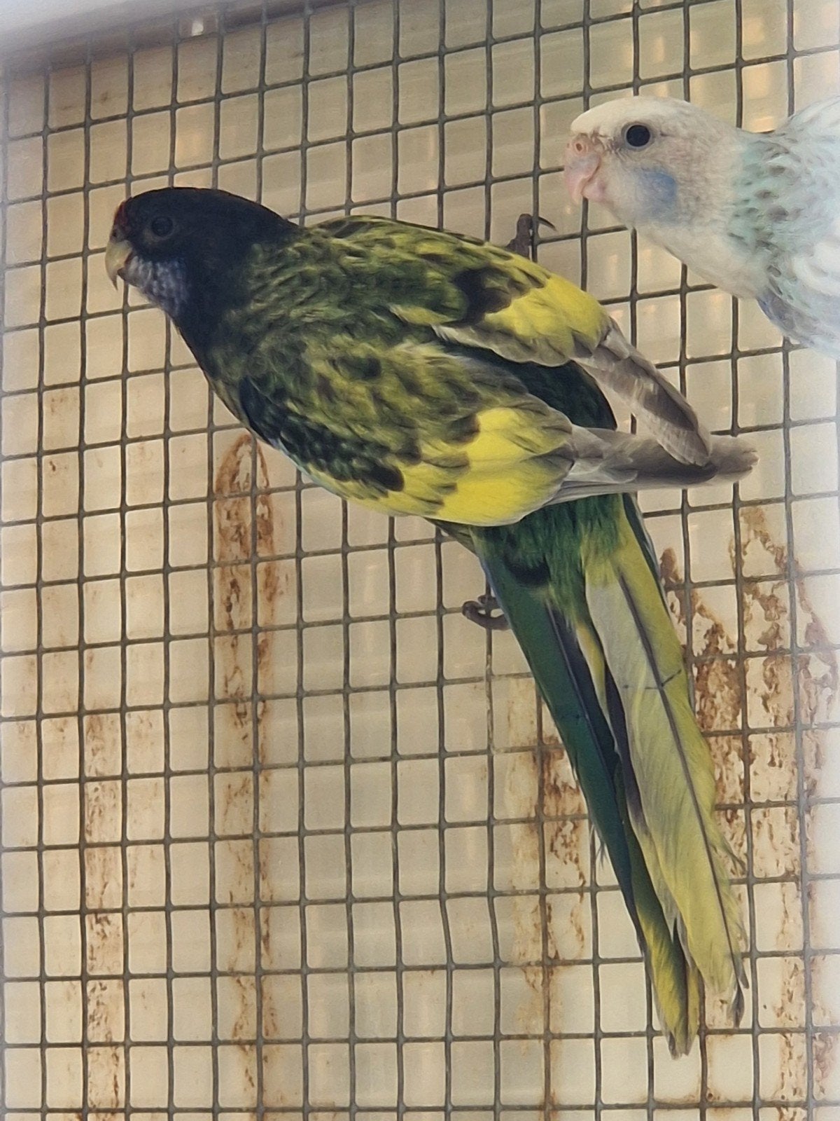 rosella's mutaties '26, Dieren en Toebehoren, Vogels | Parkieten en Papegaaien, Meerdere dieren, Parkiet, Geringd