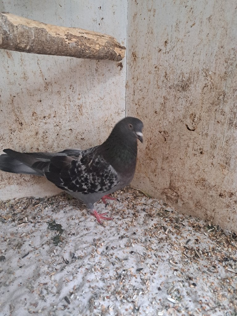 koppel interesse duiven, Dieren en Toebehoren, Vogels | Duiven, Meerdere dieren, Tuimelaar of Roller