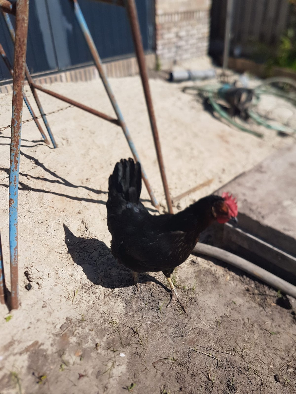 Kip, aan de leg, Dieren en Toebehoren, Vrouwelijk, Kip