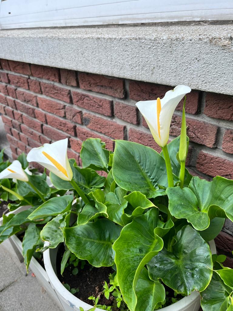 Calla Lily - bruidsboeket, Ophalen, Eenjarig, Overige soorten, Volle zon