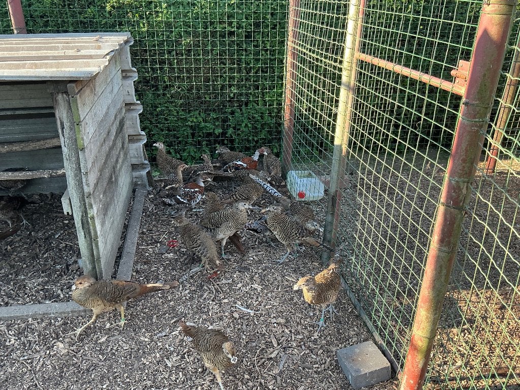 Fazanten, Meerdere dieren, Overige soorten