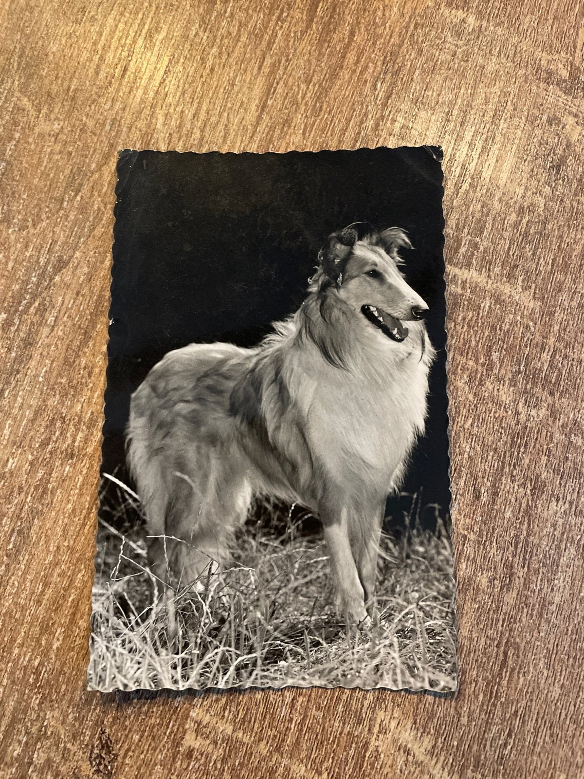 Oude ansichtkaart Collie hond - Gelopen, Ophalen of Verzenden, 1960 tot 1980, Gelopen
