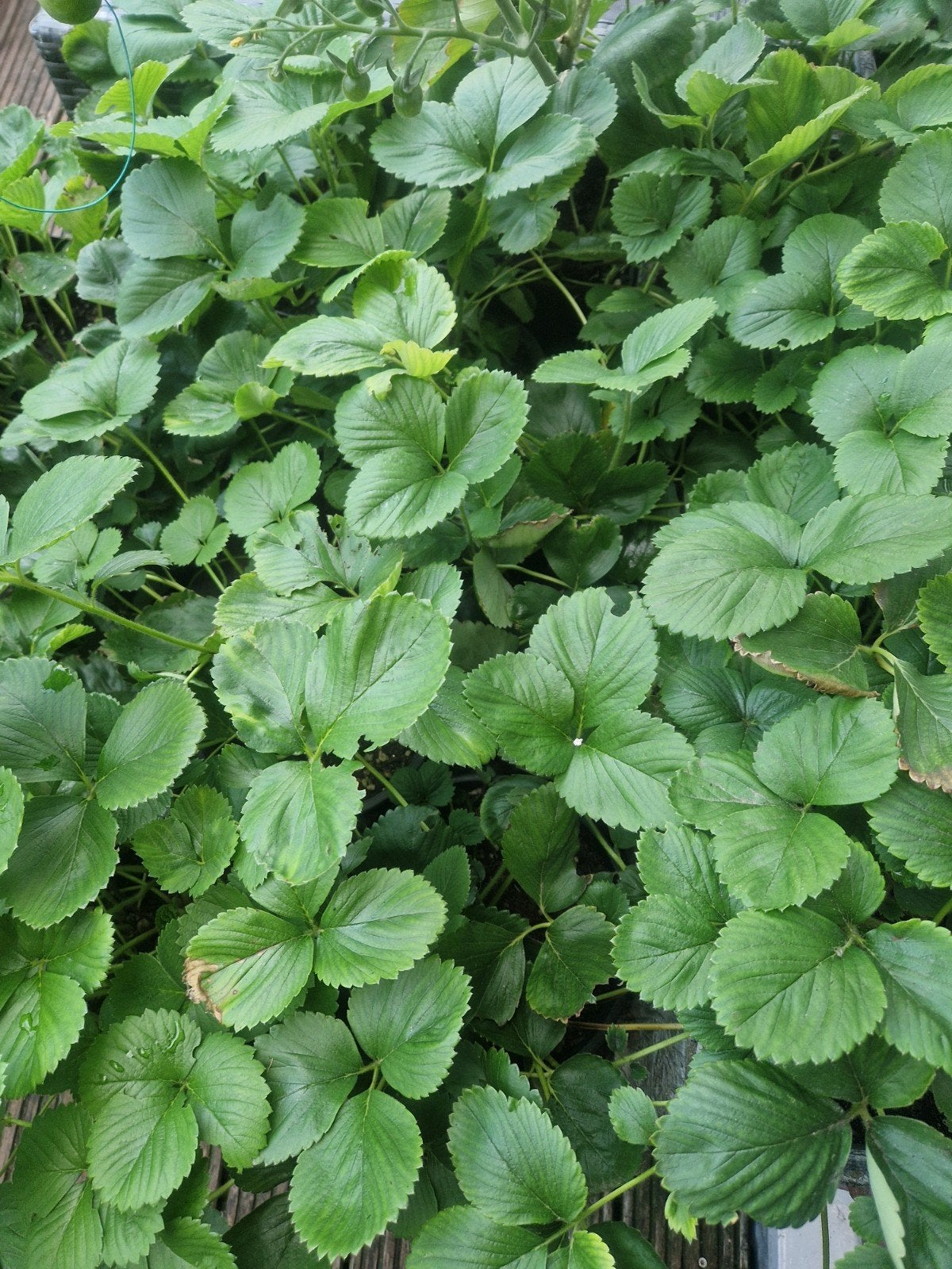 Volwassen Aardbeienplant, Volle zon, Vaste plant, Ophalen of Verzenden, Fruitplanten