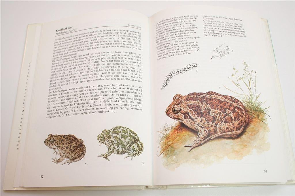 Amfibieën & Reptielen — Kleurengids met 100+ Soorten, Ophalen of Verzenden, Gelezen, Vogels