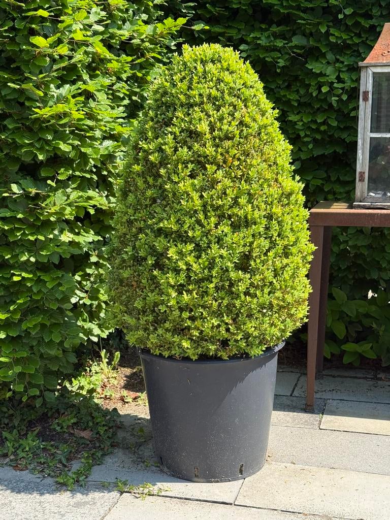 Mooie buxus in kunststof pot, Tuin en Terras, Ophalen, Buxus, Minder dan 100 cm
