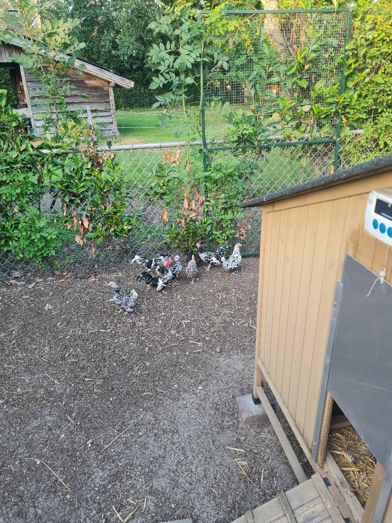 Serama, Dieren en Toebehoren, Meerdere dieren, Kip
