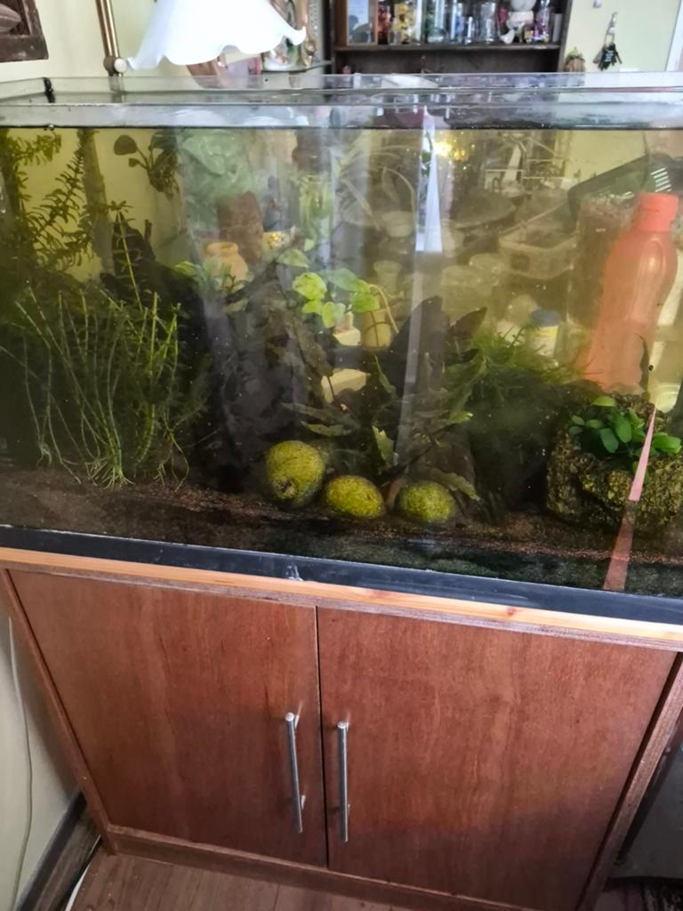 Groot compleet aquarium met kast, garnalen en beplanting, Ophalen, Inclusief toebehoren, Gebruikt, Gevuld zoetwateraquarium