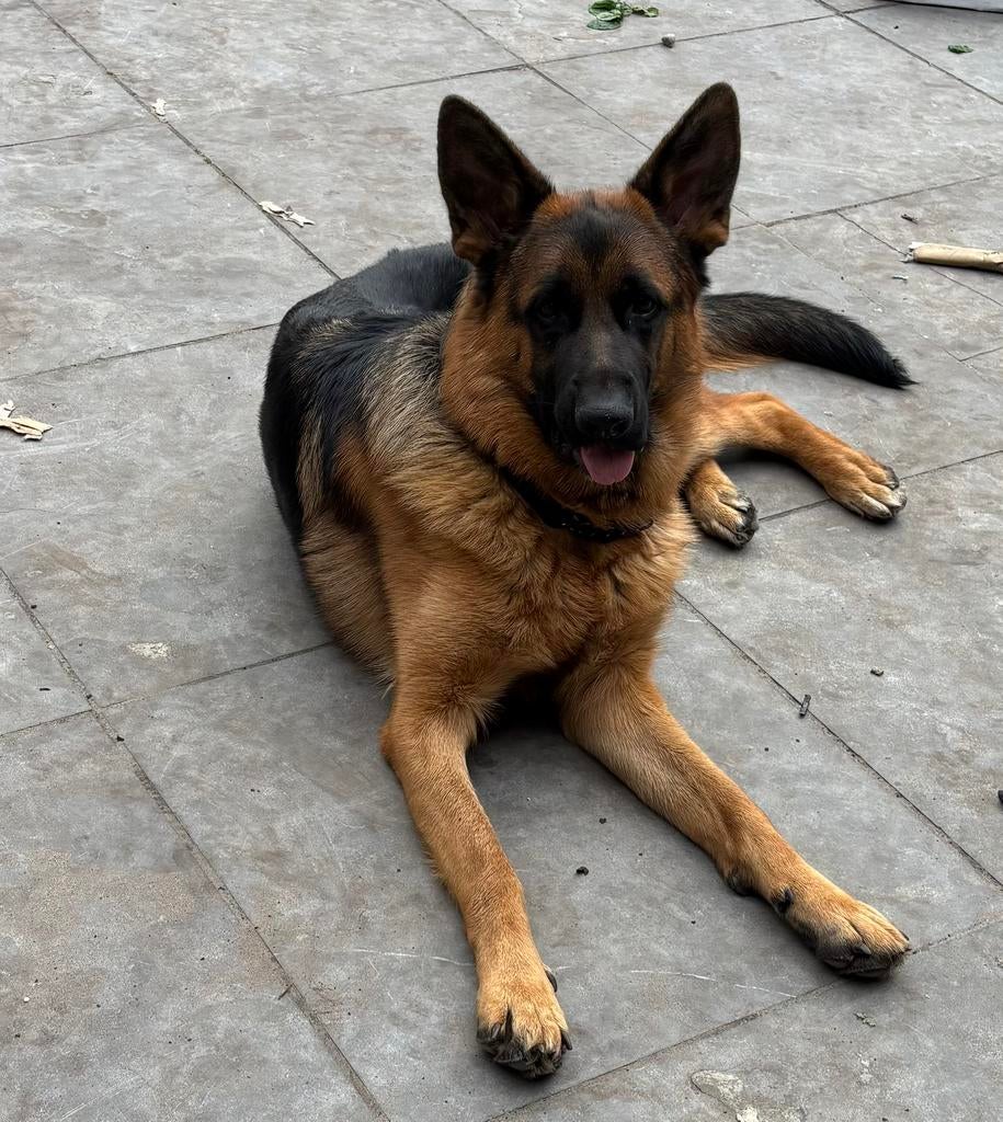 Duitse Herder met stamboom, Dieren en Toebehoren, Honden | Herdershonden en Veedrijvers, 15 weken tot 1 jaar, Reu, Parvo, Eén hond