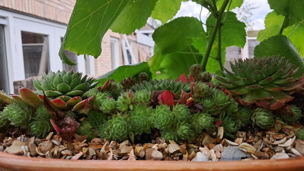 Sedum, winterharde vetplanten vraagprijs per stekje, Overige soorten, Volle zon, Vaste plant, Ophalen of Verzenden