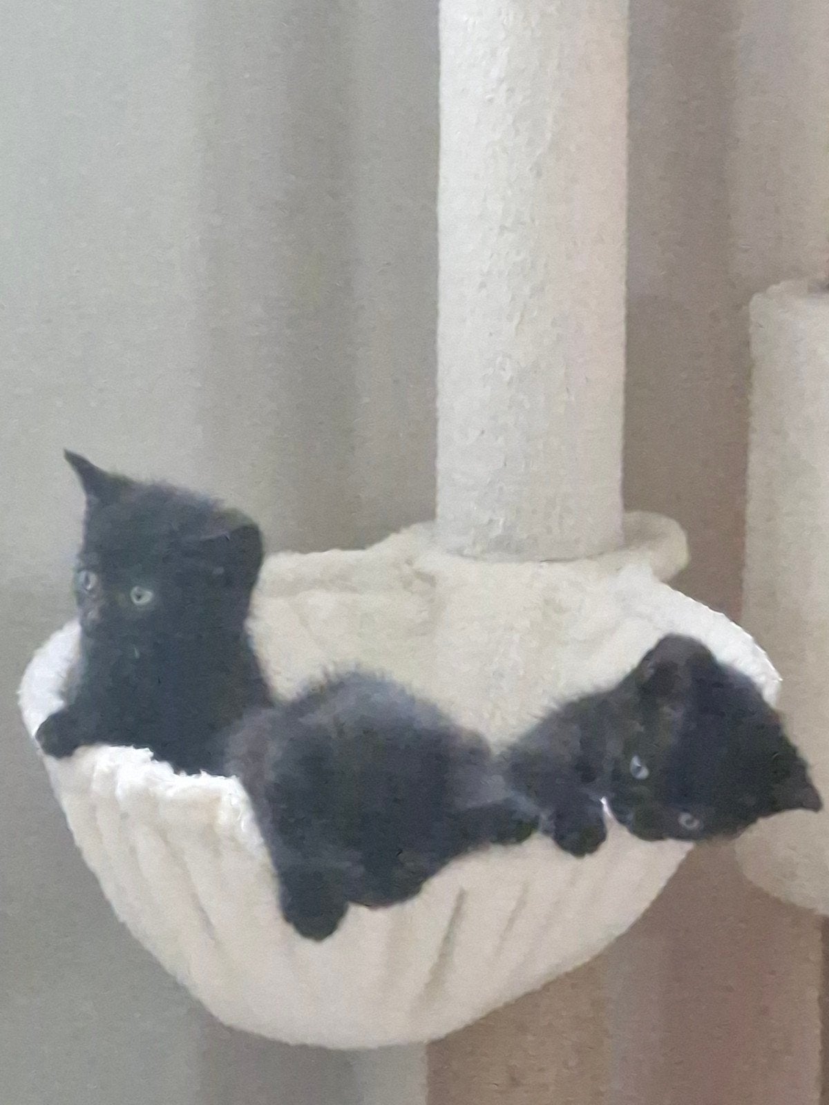 Lieve kittens, Meerdere dieren
