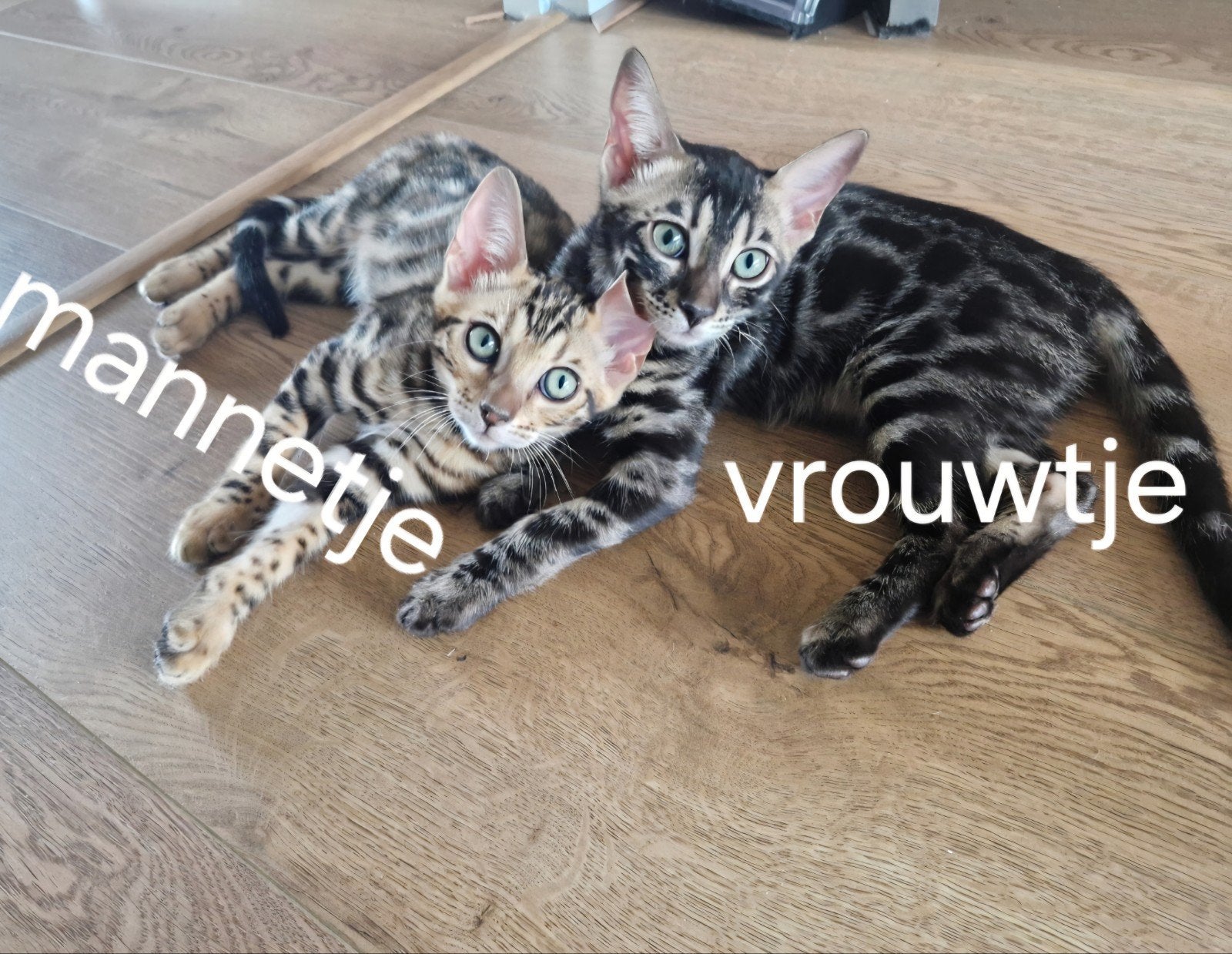 bengaal kitten, Meerdere dieren, Gechipt, 0 tot 2 jaar