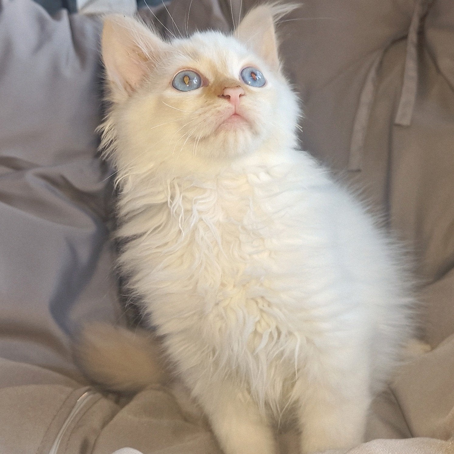 kittens 2 redpoints 100% ragdoll katers, Meerdere dieren, Ontwormd
