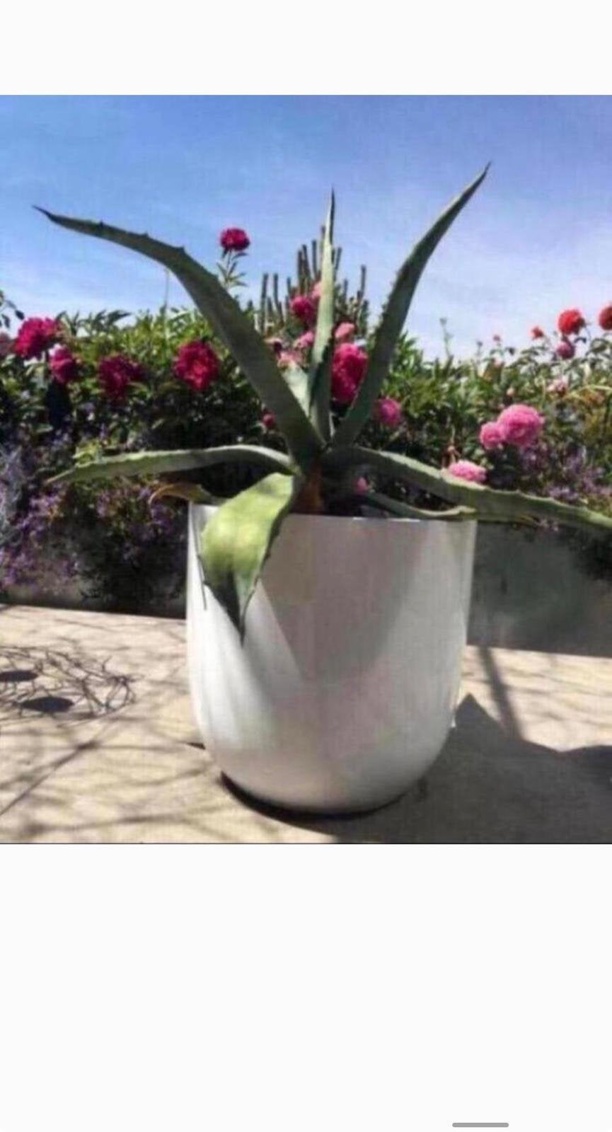 Prachtige witte bloempotten terracotta keramiek bloempotten, Rond, Binnen, Zo goed als nieuw, Minder dan 40 cm