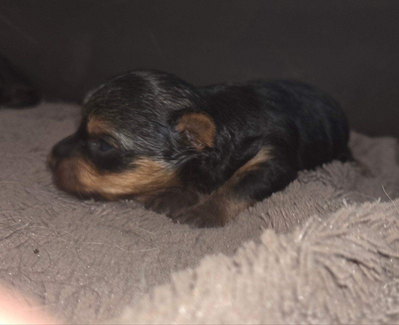 Prachtige Yorkshire Terrier Pups Te Reseveren, Dieren en Toebehoren, Parvo, Overige rassen, 8 tot 15 weken, Teef