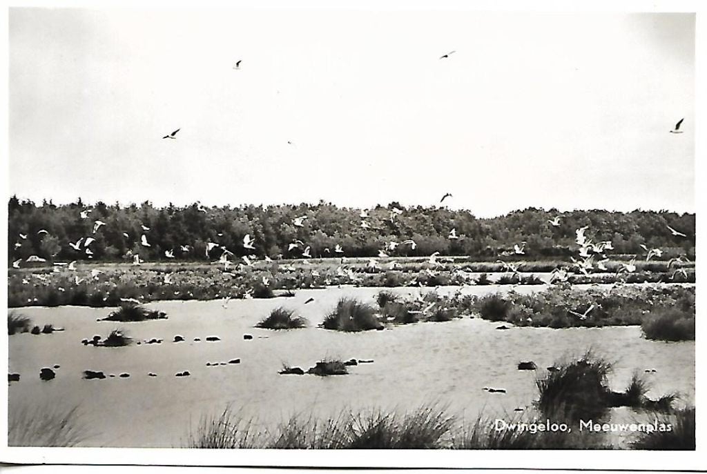 Dwingeloo- -Meeuwenplas., Ophalen of Verzenden, 1960 tot 1980, Ongelopen, Drenthe