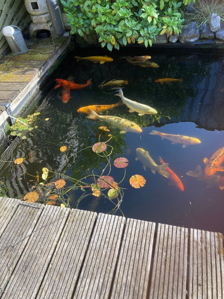Te koop , Koi Karpers, Karper of Koi