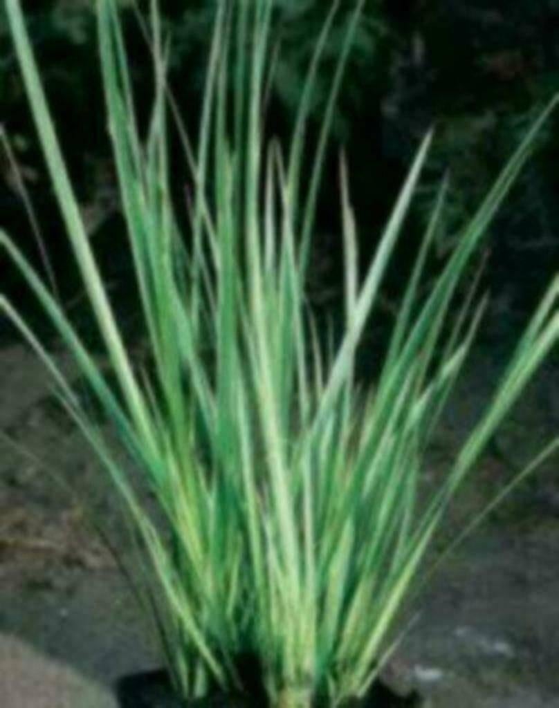 ACTIE, Vijverplanten, waterlelies, drijfplanten - Koidreams, Ophalen of Verzenden, Nieuw, Plant(en), Steen of Hout