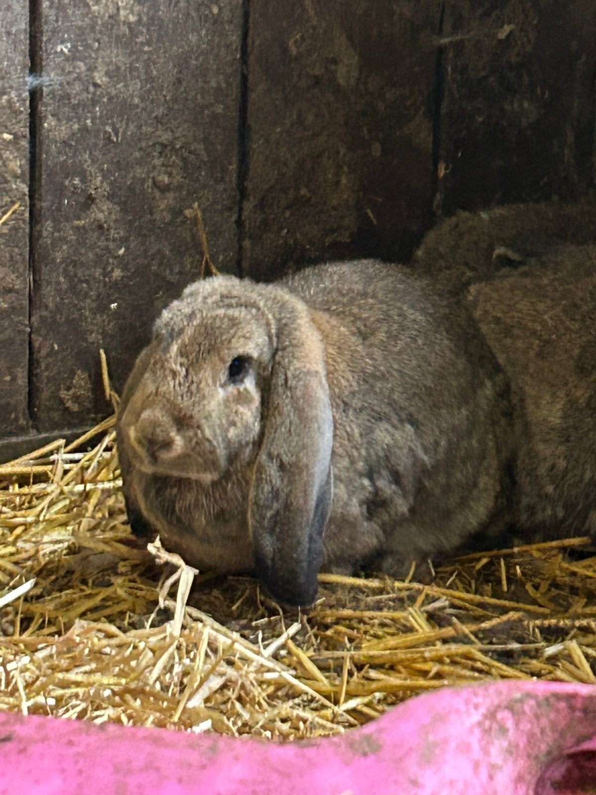 Franse hangoor voedsters, Dieren en Toebehoren, Vrouwelijk, Groot, Hangoor