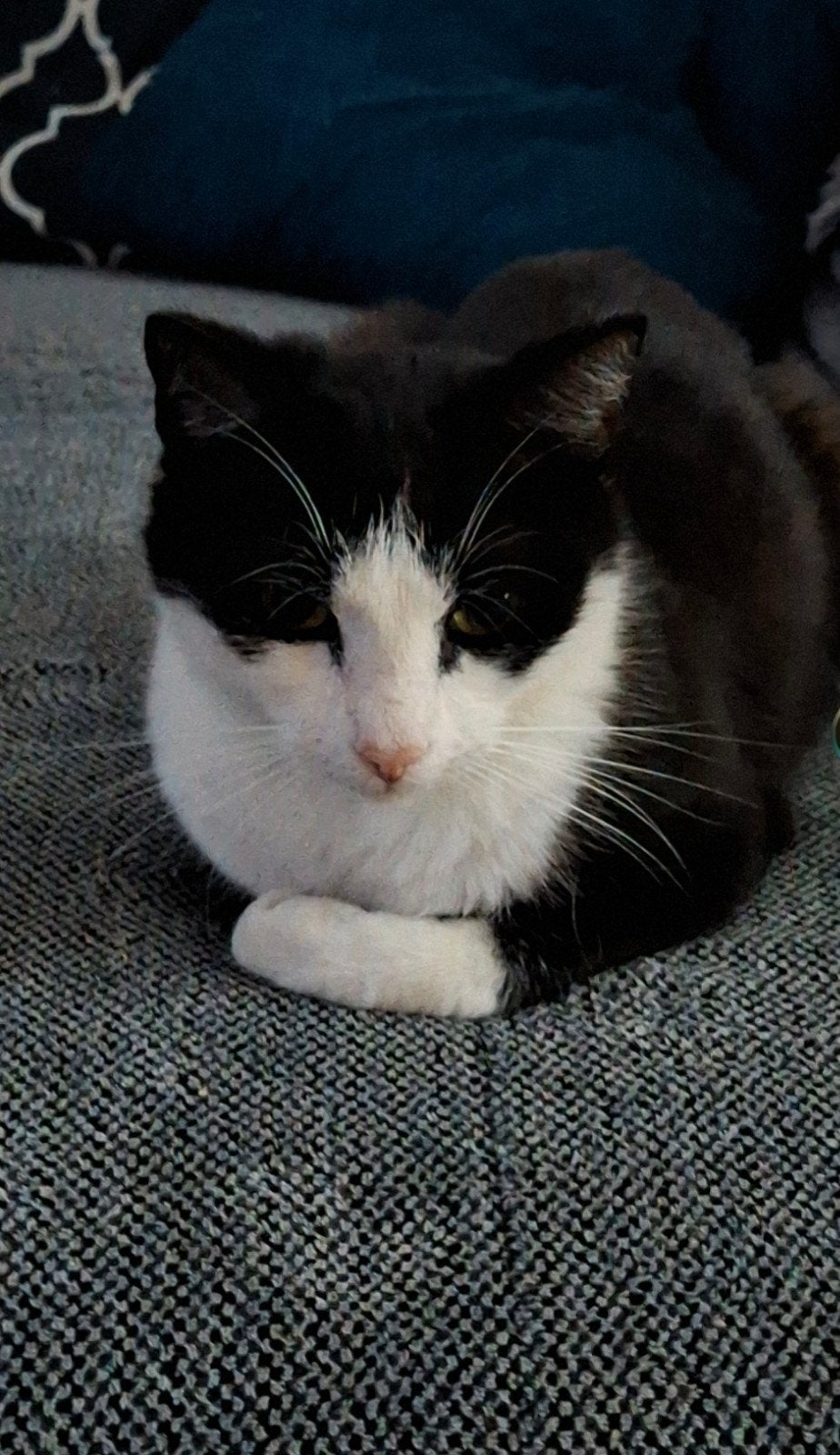 Met pijn in ons hart moeten we bailey weg doen, Kater