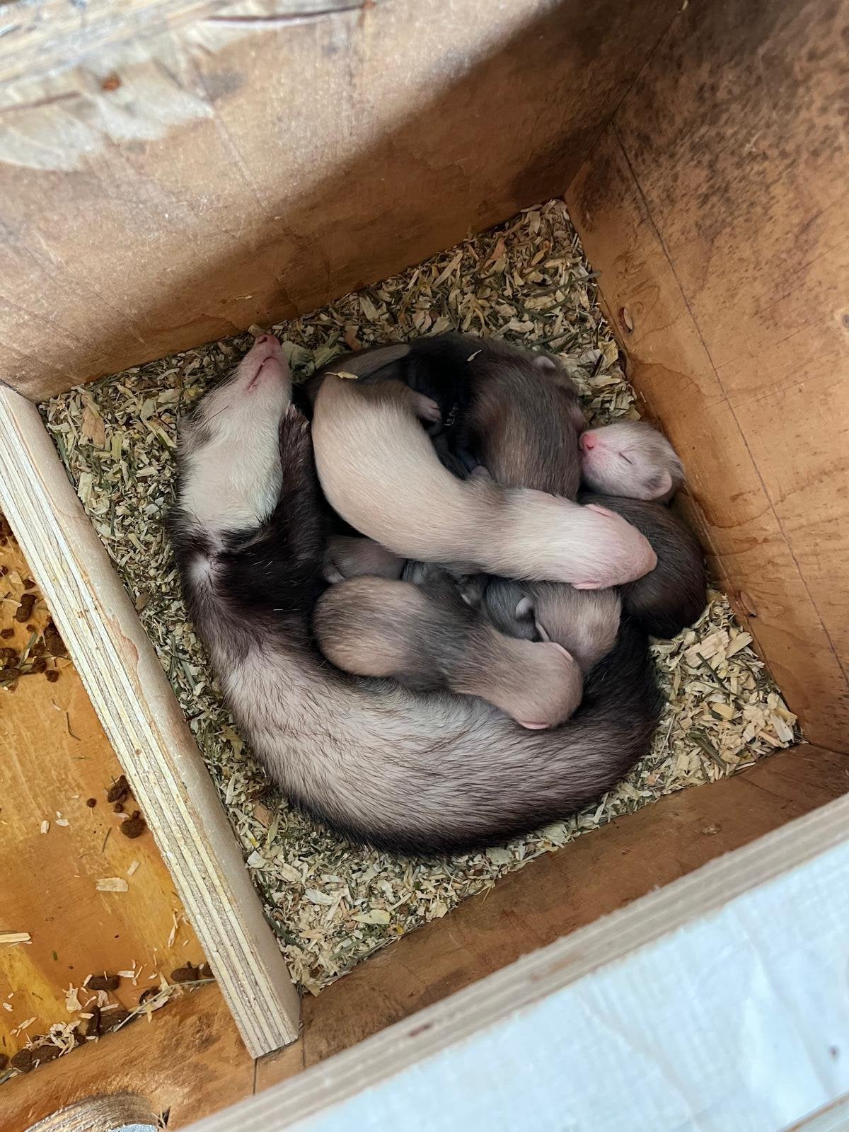 Frettenpups, Dieren en Toebehoren, Mei, Geslacht onbekend, Fret