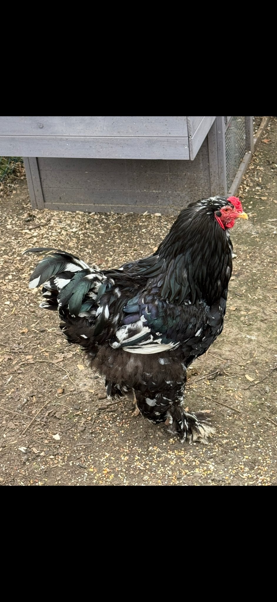 Mooie grote haan!, Dieren en Toebehoren, Pluimvee, Mannelijk, Kip
