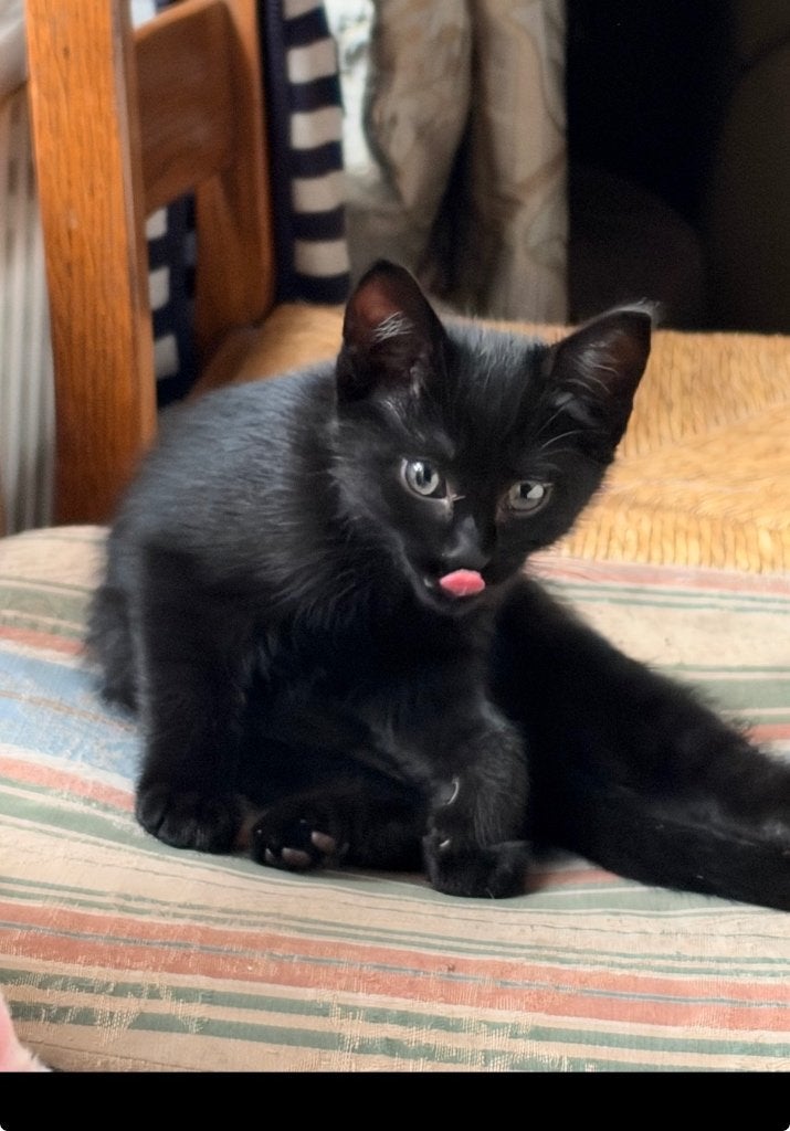 Een zwarte kitten, Dieren en Toebehoren, Kater, Kortharig, 0 tot 2 jaar