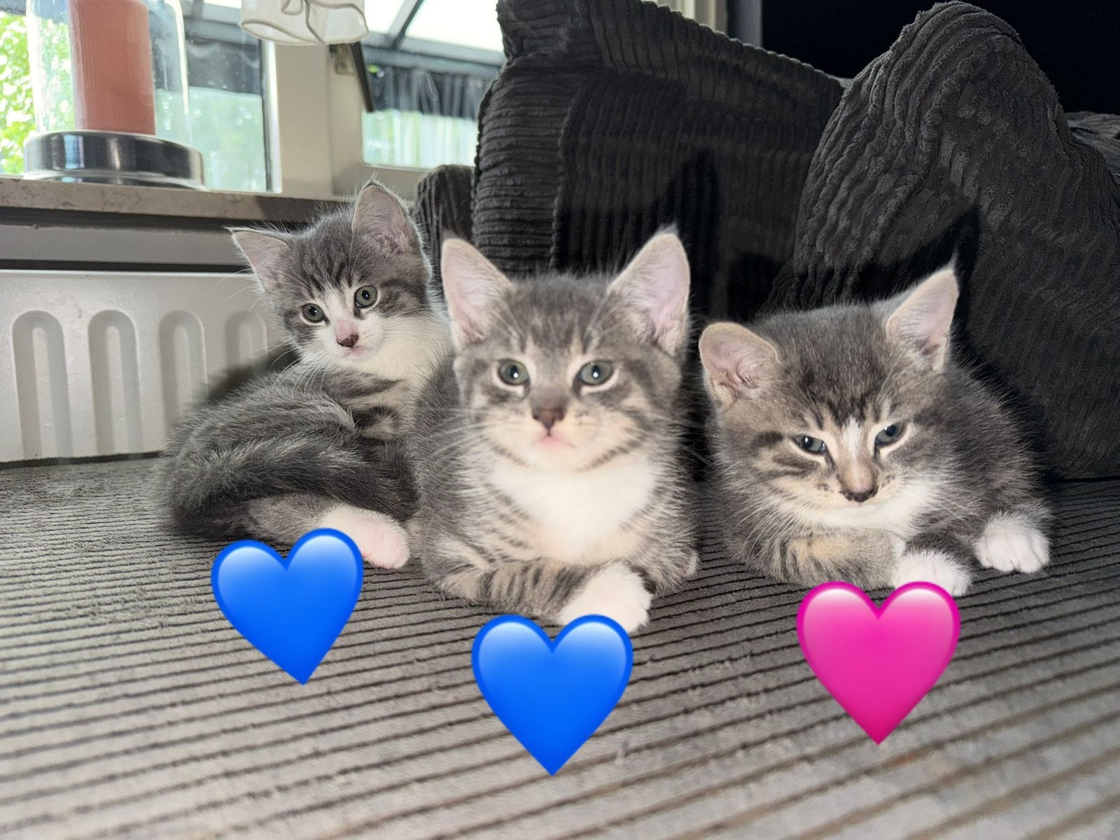 🩷🩵 Deze lieve grijze tijgertjes mogen nu verhuizen!, Dieren en Toebehoren, Meerdere dieren