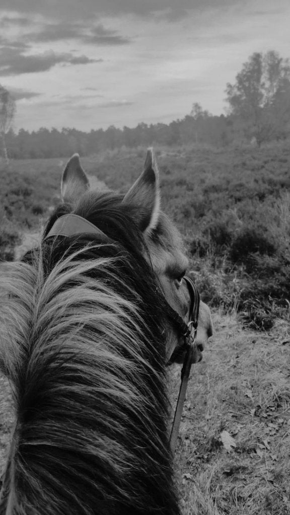 Fijne plek voor lieve Konik ruin, Dieren en Toebehoren