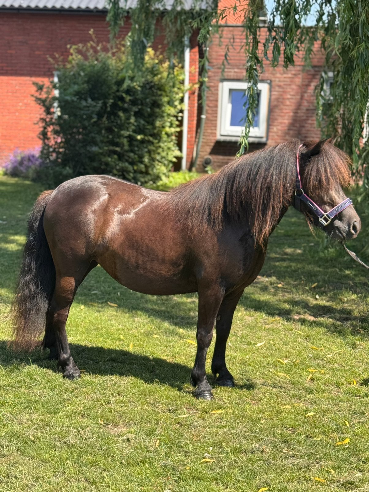 ️💖🦄💖Geweldig mooie super grote stamboekmerrie shet💖💖, Dieren en Toebehoren, Pony's, Merrie, Met stamboom, A pony (tot 1.17m)