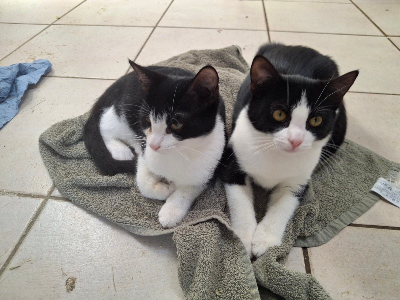 lieve poesjes zwart witte patronen, Poes, Kortharig, 0 tot 2 jaar