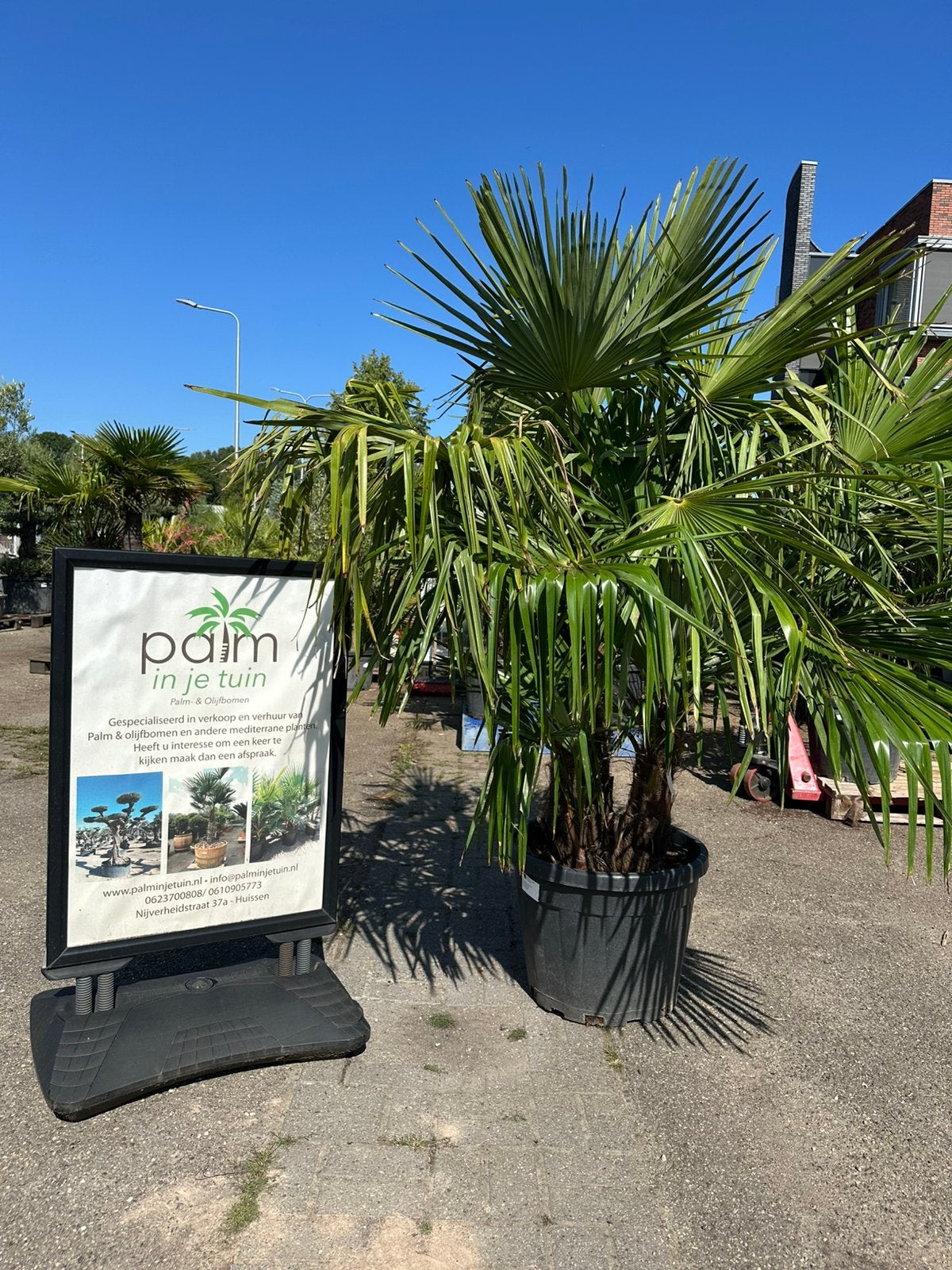 Trachycarpus fortunei palmen multistammen, Ophalen, Zomer, Volle zon, Palmboom