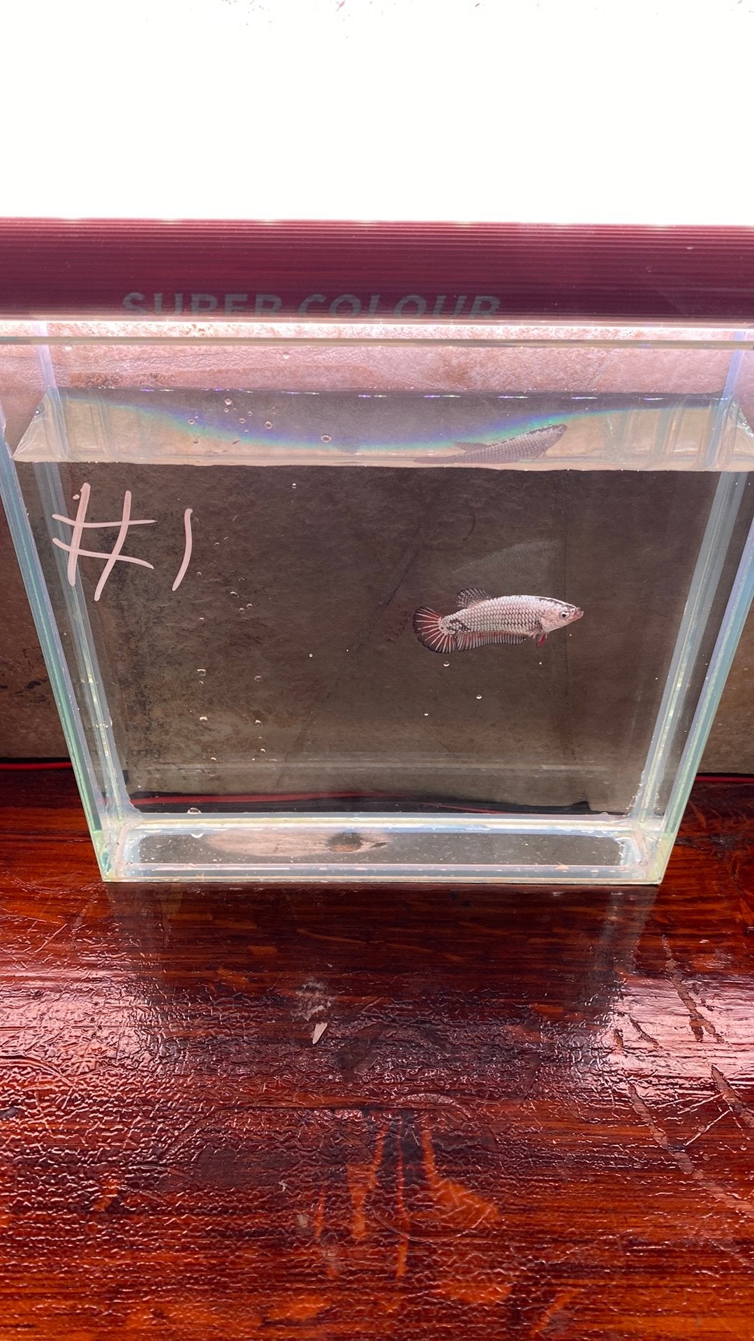 Betta’s, Vis