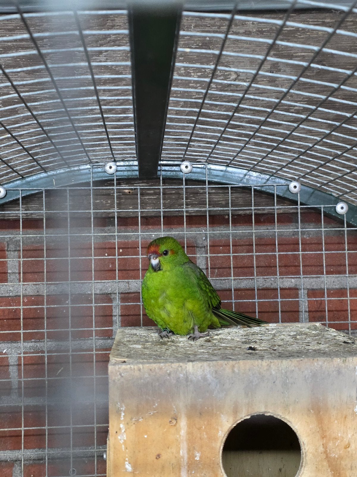 jonge Kakariki's, Meerdere dieren, Parkiet
