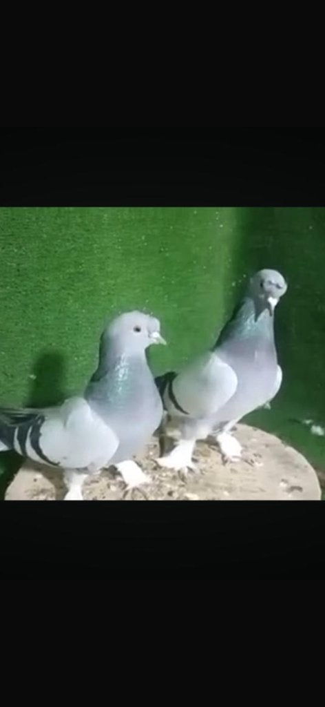 Takla Duiven vermist, Dieren en Toebehoren, Meerdere dieren, Postduif