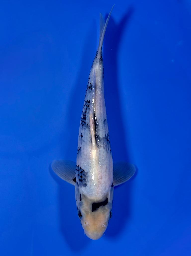 Shiro Utsuri Kawakami | Young Nisai 25–30 cm | Japanse koi, Karper of Koi