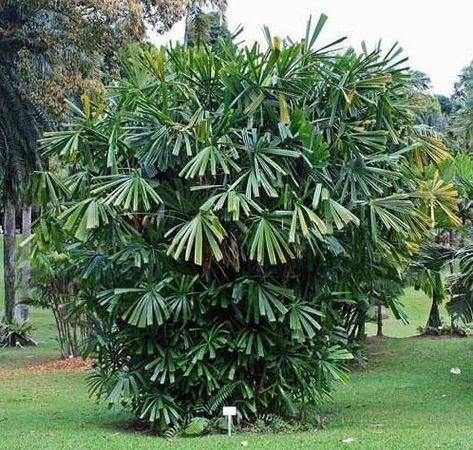 15 x Licuala spinosa, (Mangrove fan) palmboom zaden, Tuin en Terras, Bloembollen en Zaden, Ophalen, Gehele jaar, Volle zon, Zaad