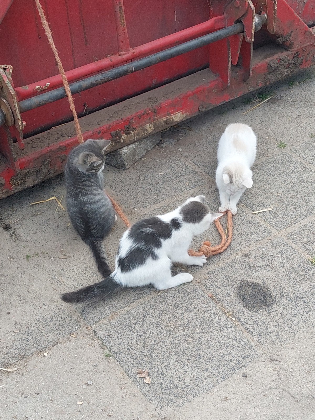 kittens