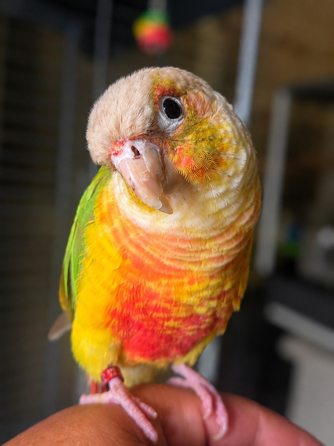 Mosje (Ter Adoptie), Dieren en Toebehoren, Vogels | Parkieten en Papegaaien, Geslacht onbekend, Parkiet, Tam