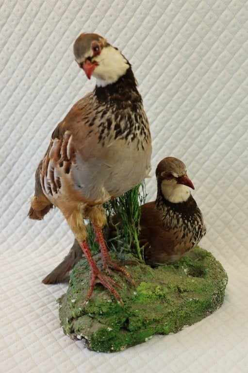 Taxidermie - koppel rode patrijzen, Ophalen of Verzenden, Gebruikt, Vogel, Opgezet dier