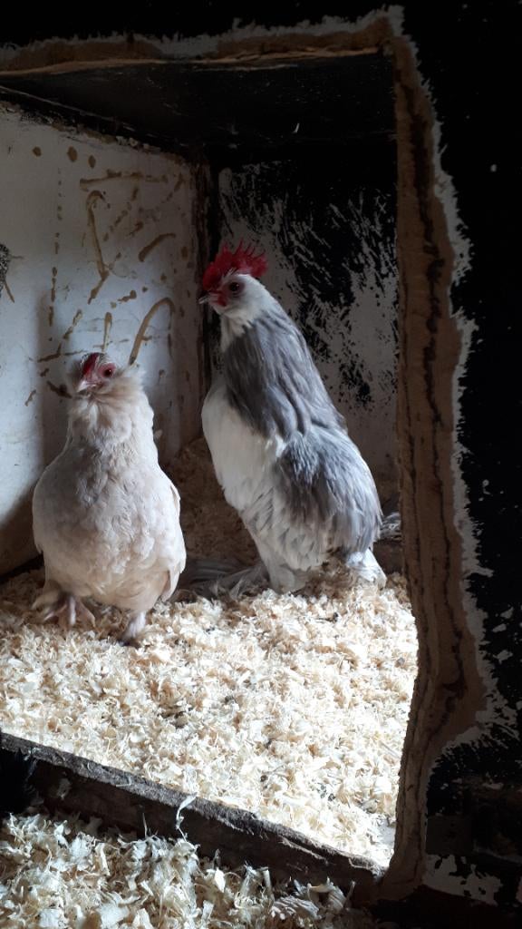 Ukkelse en everberse baardkrieltjes, Dieren en Toebehoren, Pluimvee, Meerdere dieren, Kip