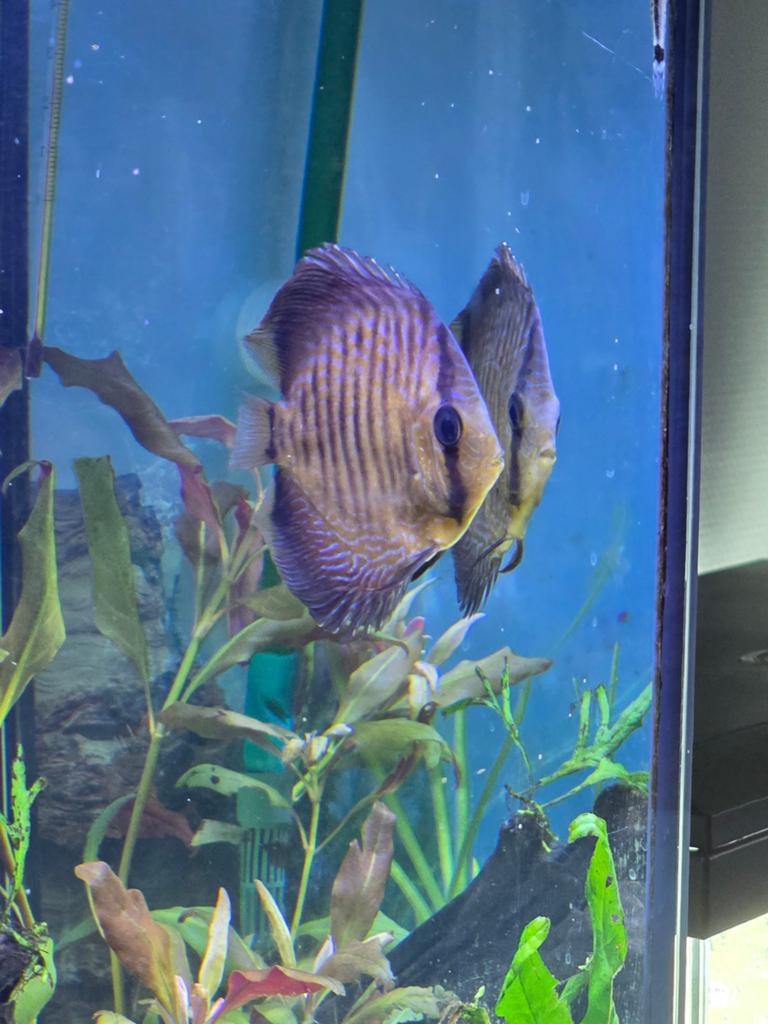 Discus vis, Dieren en Toebehoren, Vis