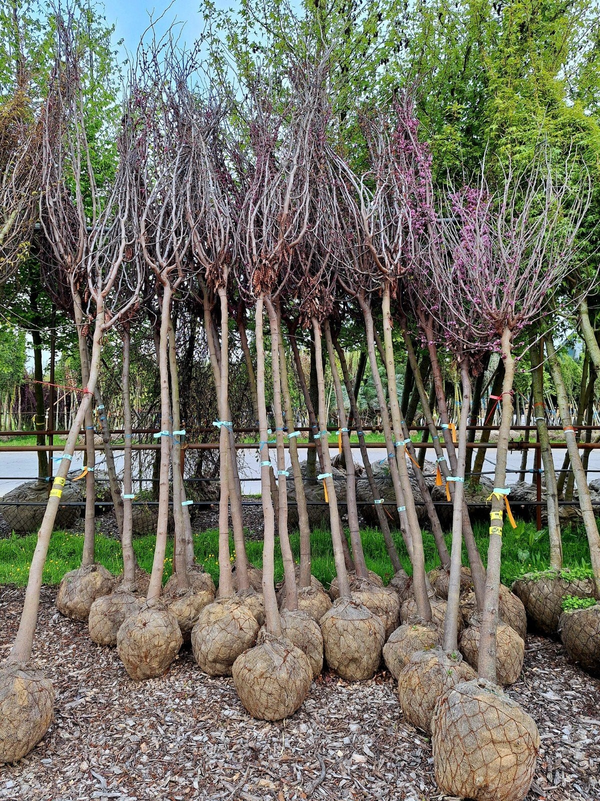 Cercis siliquastrum Judasboom 🌸🌳, Ophalen, Volle zon, Overige soorten