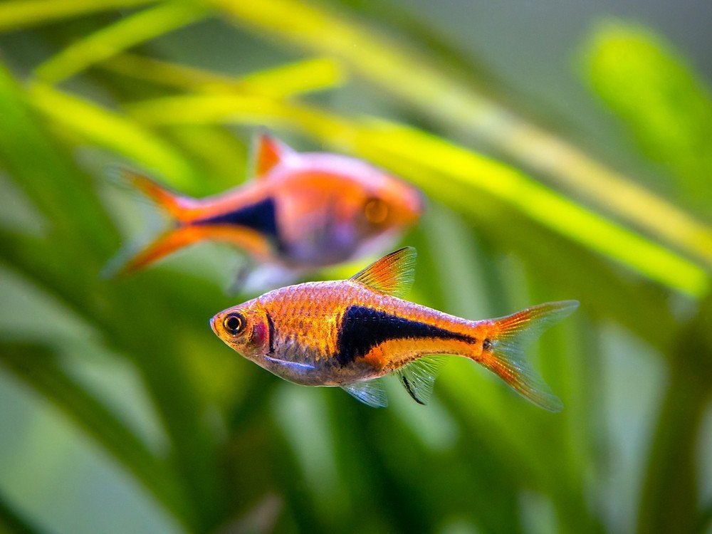 8 kegelvlekbarbelen, Dieren en Toebehoren, Vis