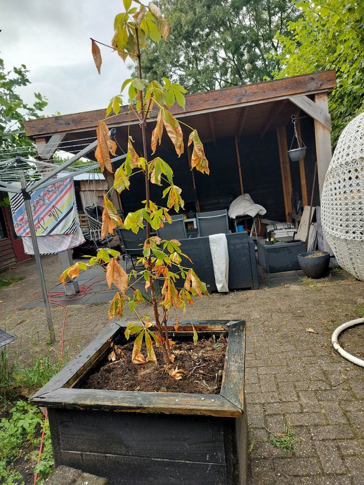 Kastanjeboom in grote bloembak van hout, Halfschaduw, Overige soorten, 100 tot 250 cm, Ophalen