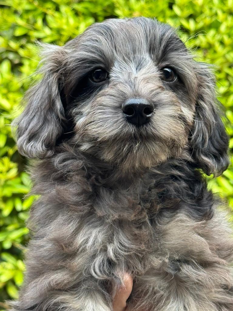 Schattige pups ( Boomer met Poedel ) div kleuren, Poedel, Parvo, Nederland, 8 tot 15 weken